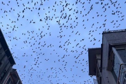 Gökyüzünü kaplayan kalabalık karga sürüsü, vatandaşları şaşırttı