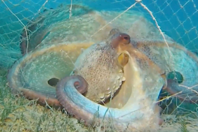 Denizlerden 360 Bin Metrekare Hayalet Ağ Temizlendi