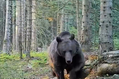 Kış Uykusuna Yatmayan Ayılara Dikkat!