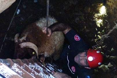 İtfaiye ekipleri tarafından kurtarılan koyunlar, sürüye zıplayarak katıldı