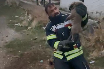 Kuyuya düşen yavru köpekler, itfaiye ekipleri tarafından kurtarıldı