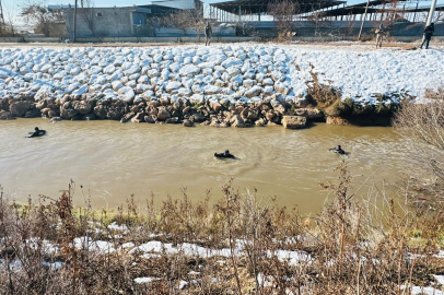 3 çocuk can verdi, baba aranıyor!