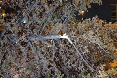 Bursa'da ağaç, yağış ve rüzgarın etkisiyle kökünden çıkarak yola devrildi