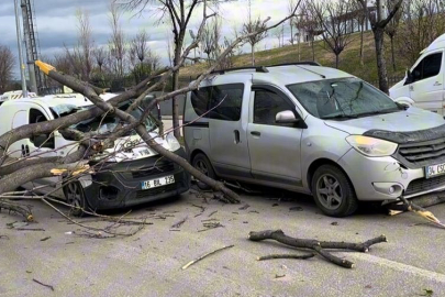 Bursa'da etkili lodos, refüjdeki ağaçları devirdi