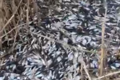 Bursa'da korkutan manzara: Binlerce ölü balık su yüzeyine çıktı