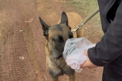 İHA, helikopter, köpekli timler kayıp Elif için sahada