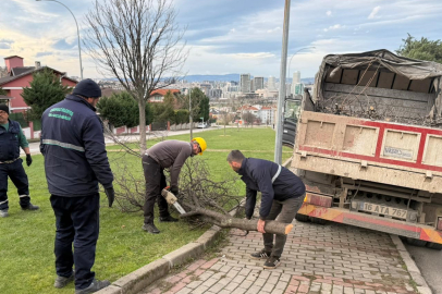 Şiddetli Lodos Çok Sayıda Ağacı Devirdi