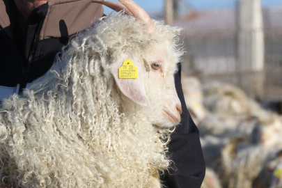 Ankara Keçilerine Özenle Bakılıyor