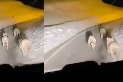 Köye İnen Kurt Sürüsü Kameralara Yansıdı