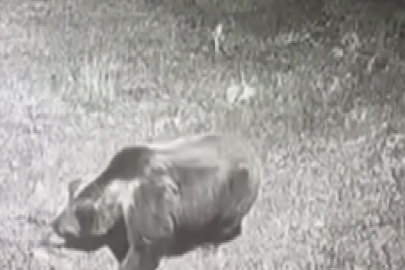 Köyde görüntüsü güvenlik kamerasına takılan ayı yörede paniğe yol açtı