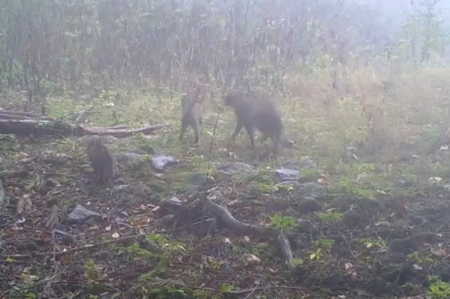 Uludağ'da sisler arasında anne yaban kedisi ve yavruları görüntülendi