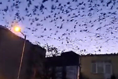 Tekirdağ Muratlı'da Sabah Kuş Sürüsü Gökyüzünü Kapladı