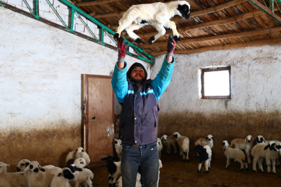 Yeni yılla birlikte soğuk hava kuzu doğumlarını artırdı