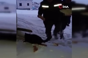 Kar altındaki yaylalarda hayvanlar için seferberlik