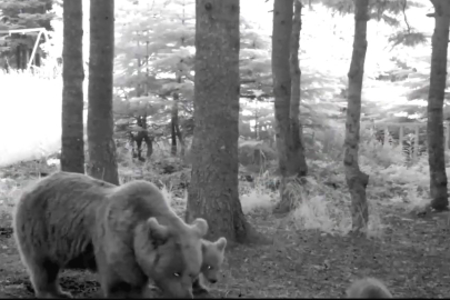 Yavru ayı zıplayarak ailesinin peşinden koştu