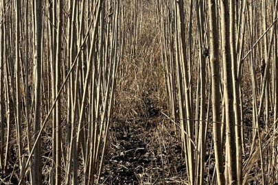 Türkiye'de her bahçenin yolu İnegöl'ün Cerrah köyünden geçiyor