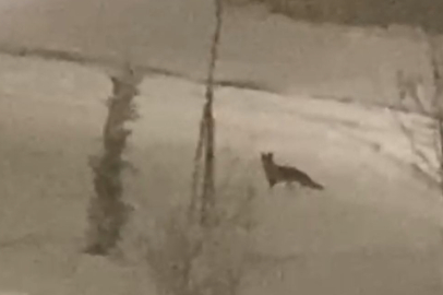 Aç Kalan Tilki Kameraya Yansıdı