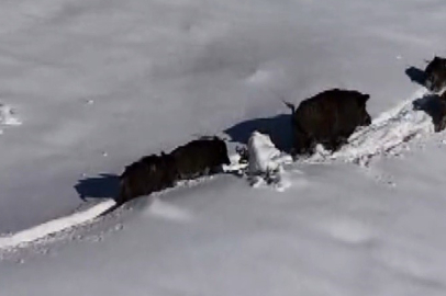 Karla Kaplı Arazide Yaban Domuzu Sürüsü Drone ile Görüntülendi