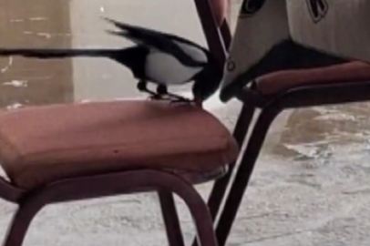 Kahvede İlginç Görüntüler...