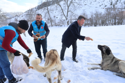 Sokak Hayvanlarına Şefkat Eli