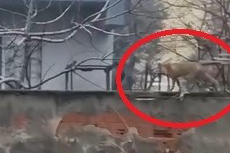 Sokak aralarında gezen tilki şaşırttı