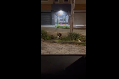 Bursa’da gece yarısı tilki, ağzında kediyle sokakta görüntülendi