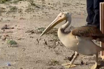 Bursa'da tedavisi tamamlanan ak pelikan doğaya salındı