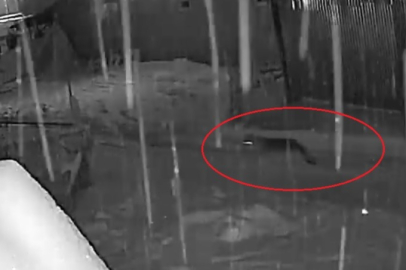 10 Kurttan Oluşan Sürü, Yerleşim Alanına İnerek Bir Köpeği Kovaladı