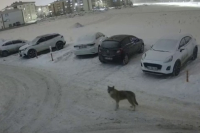 Sitenin güvenlik kameralarına yansıyan kurt, çevre halkını tedirgin etti