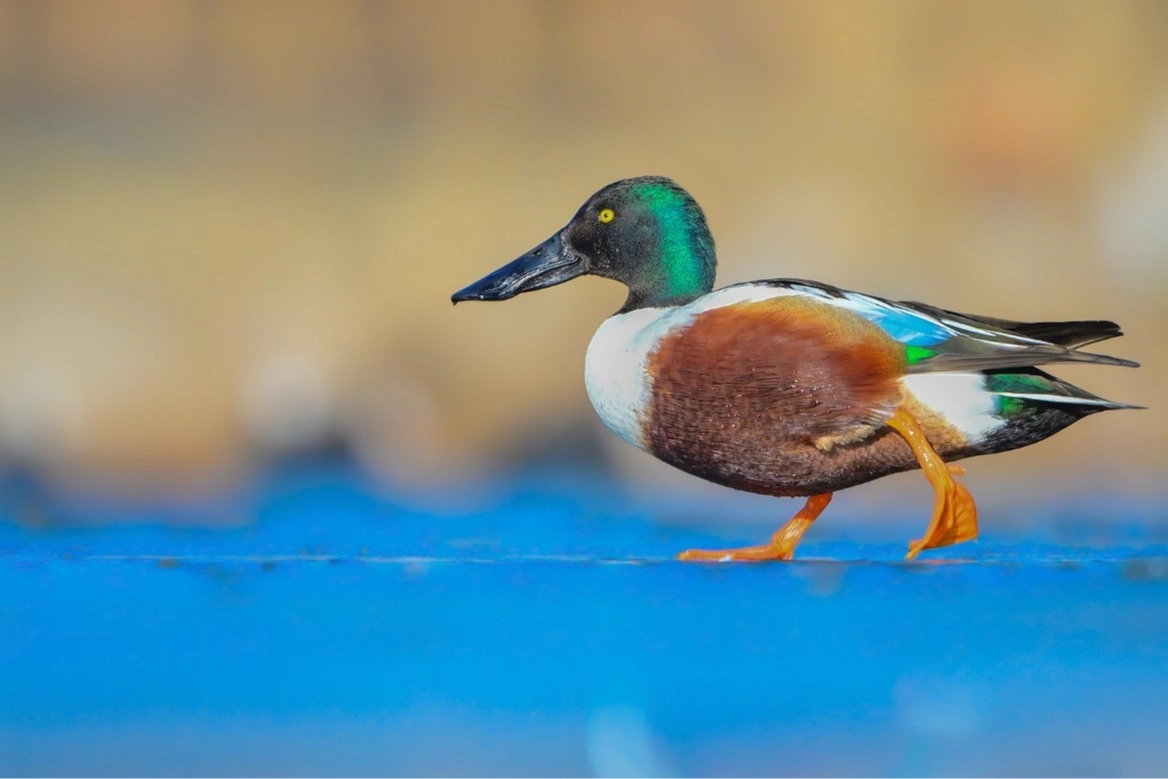 Çanakkale'de kış ortası su kuşu sayımları