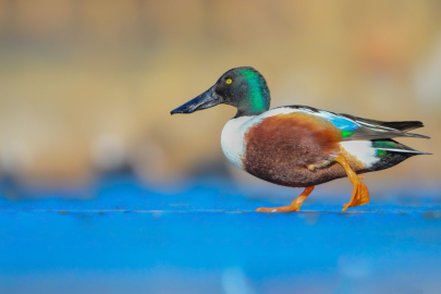 Çanakkale'de kış ortası su kuşu sayımları