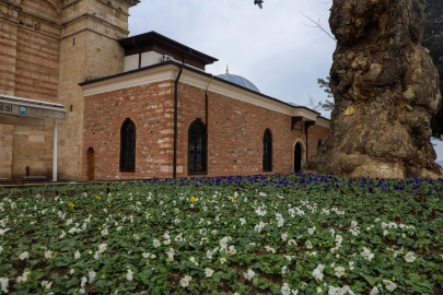 Bursa kışın da çiçek bahçesine dönüşüyor