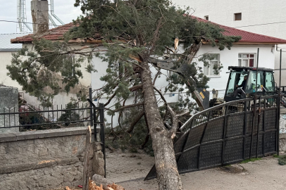 İznik'te büyük tehlike: Dev ağaç okul bahçesine devrildi