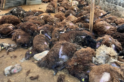 Kurtlar Ortalıkta Koyun Bırakmadı!