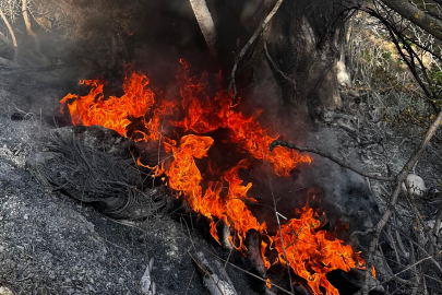 Bursa'da çıkan çalı yangını büyümeden söndürüldü