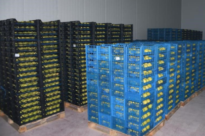 Kestel'e 400 milyon liralık dev meyve tesisi kuruluyor