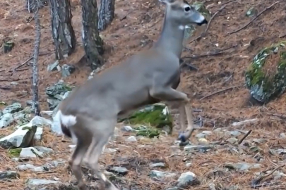 Yaban Hayatına Ait Dikkat Çeken Görüntüler!