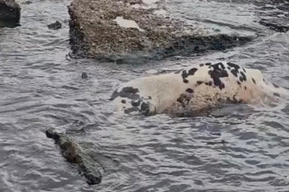 Sahile Yansıyan Görüntüler Şok Etti!