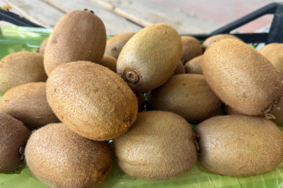 İZNİK'TEN AVRUPA SOFRALARINA DEV KİVİLER