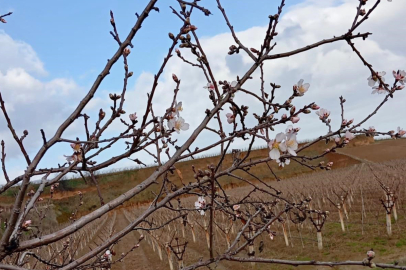 Kış Ortasında Badem Ağaçları Çiçek Açtı!