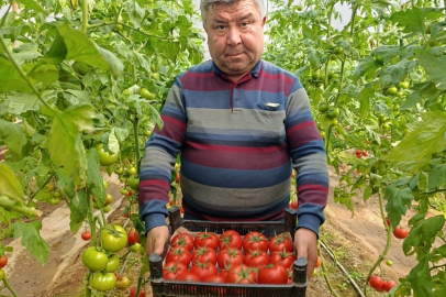 Coğrafi İşaretli Domatese Yoğun Talep!