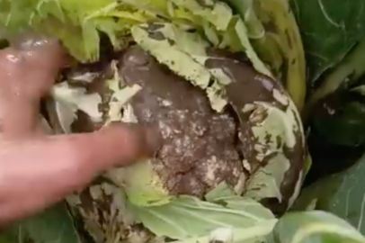 Sağanak yağış tarımı vurdu