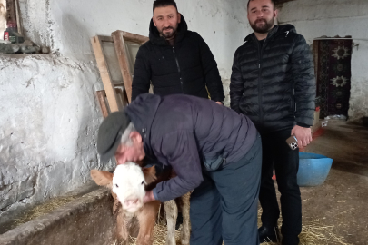 Hasta Buzağının Ev Konforu!