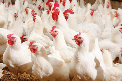 Tavuk ihracatı yarından itibaren durdurulacak