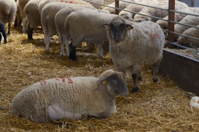 Yılların Merinos Koyunu'na rakip geldi: Bandırma Koyunu
