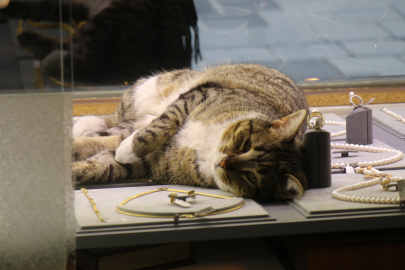 Altınların bekçisi "Şaziye", esnafı her sabah kapıda karşılıyor!