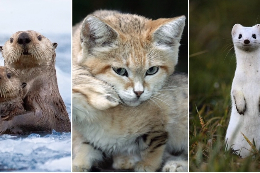 En komik hayvan fotoğrafları sosyal medyayı gülümsetti