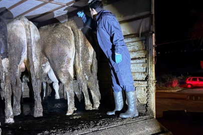 Hayvanları Korumak Bizim Görevimiz Dediler!