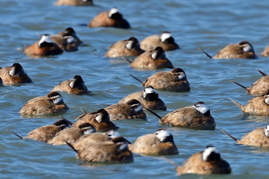 Nesli tehlike altındaki Dikkuyruk Ördekleri Kocaeli’de görüntülendi
