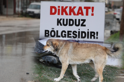 4 mahalleye kuduz karantinası